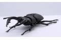 FUJIMI 170732 自由研究系列--#022 鍬形蟲 STAG BEETLE