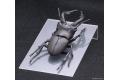 FUJIMI 170732 自由研究系列--#022 鍬形蟲 STAG BEETLE