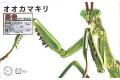 FUJIMI 170978 自由研究系列.生物篇--#023.EX-1 大刀螳螂/褐色(免膠水黏合) BIG MANTIS